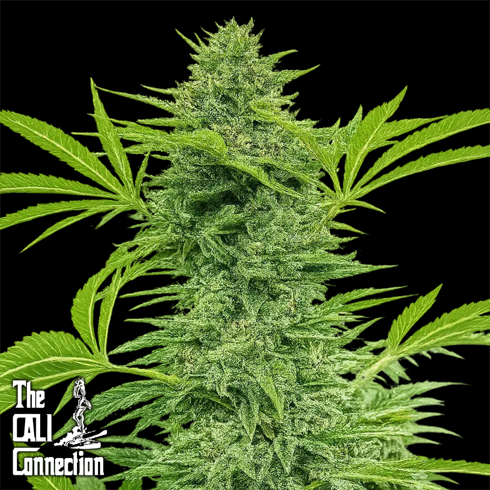 Cali Connection Seeds Clementine Slush