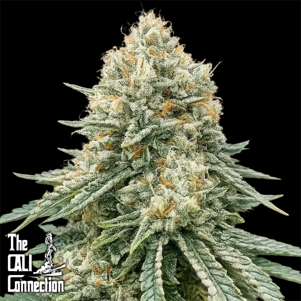 Cali Connection Seeds Corleone Kush