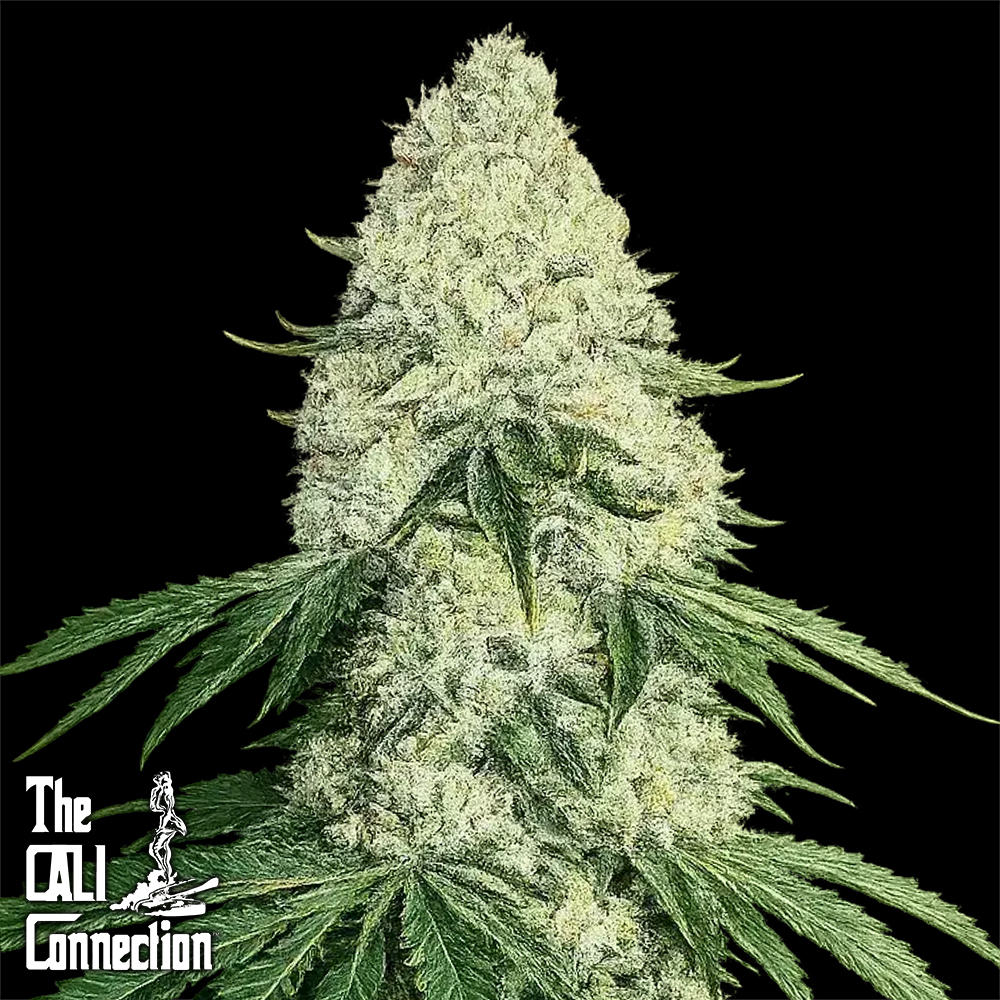 Cali Connection Seeds Deadhead OG