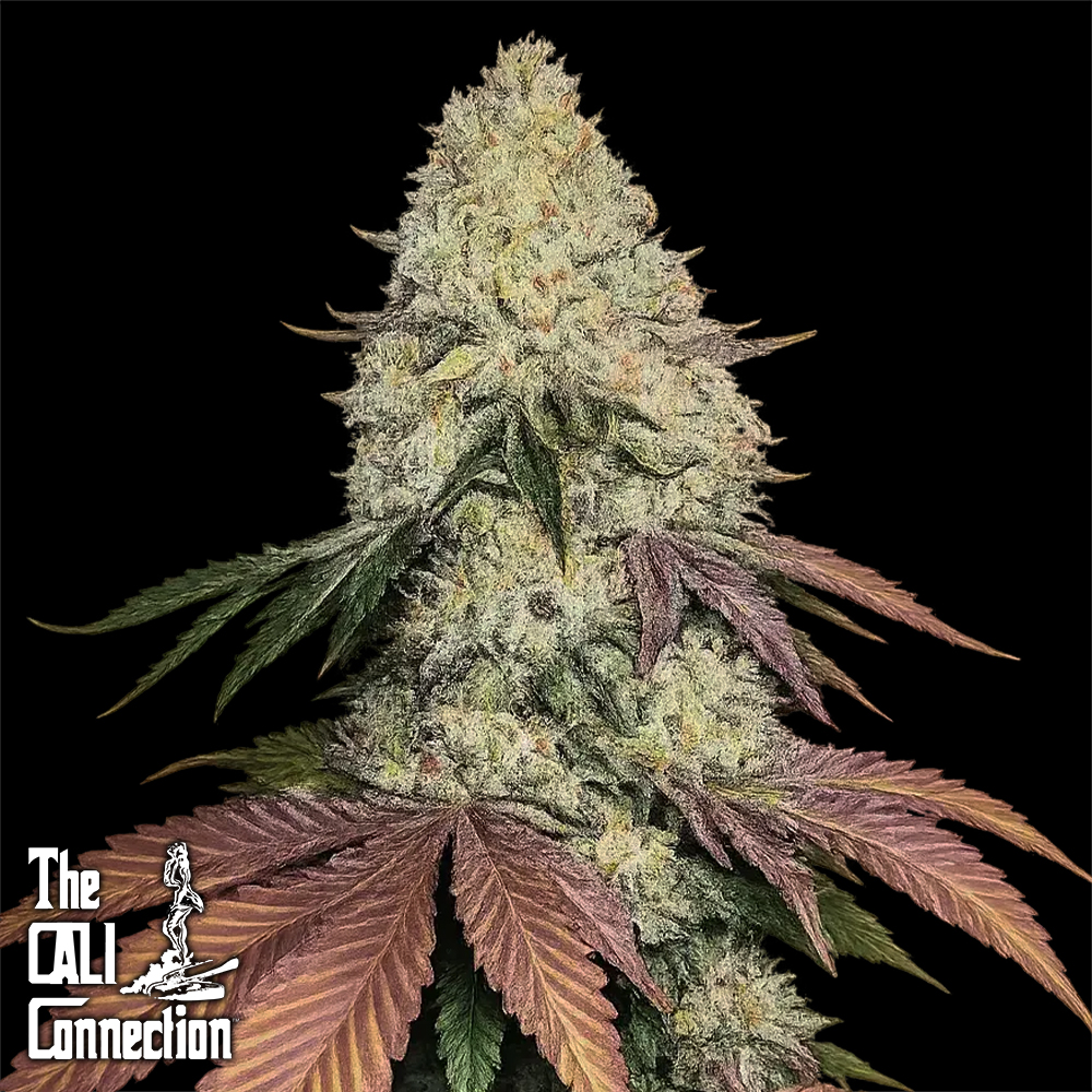 The Gold Line by Cali Connection Seeds Fruit Cup