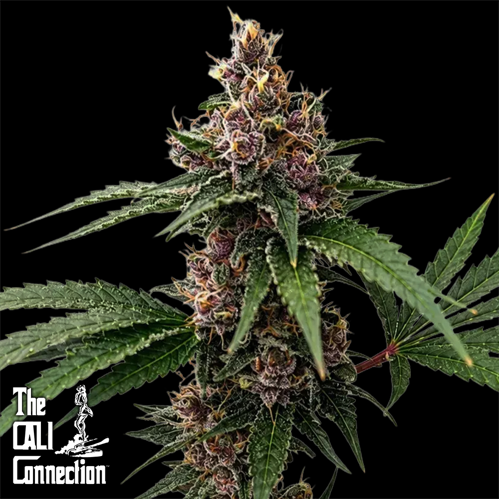 Cali Connection Seeds Island Punch