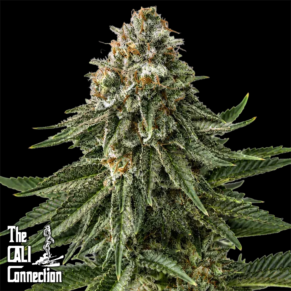 The Gold Line by Cali Connection Seeds Italian Ice