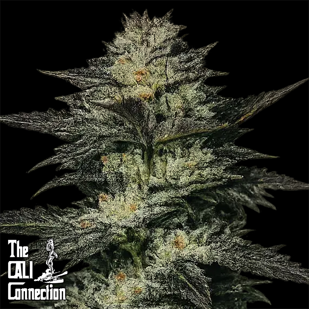 Cali Connection Seeds Jupiter OG