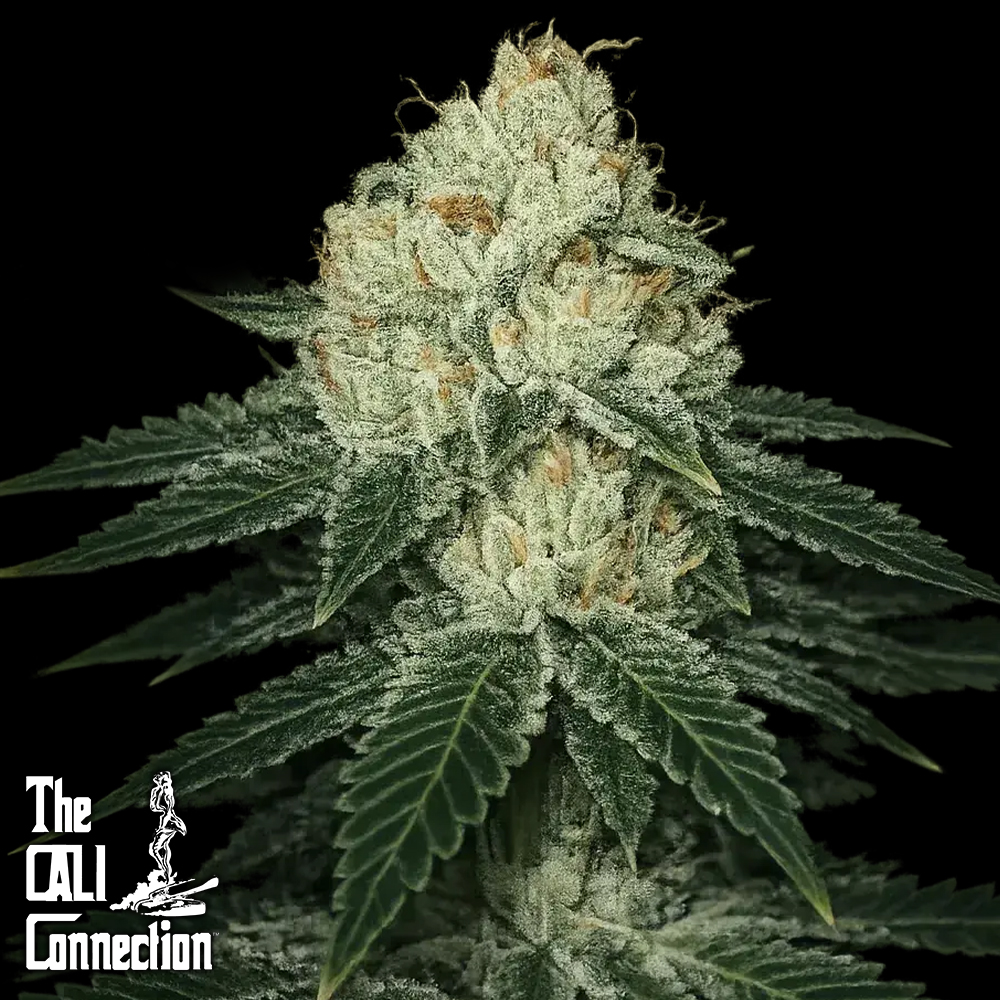 Cali Connection Seeds Lemon Tart
