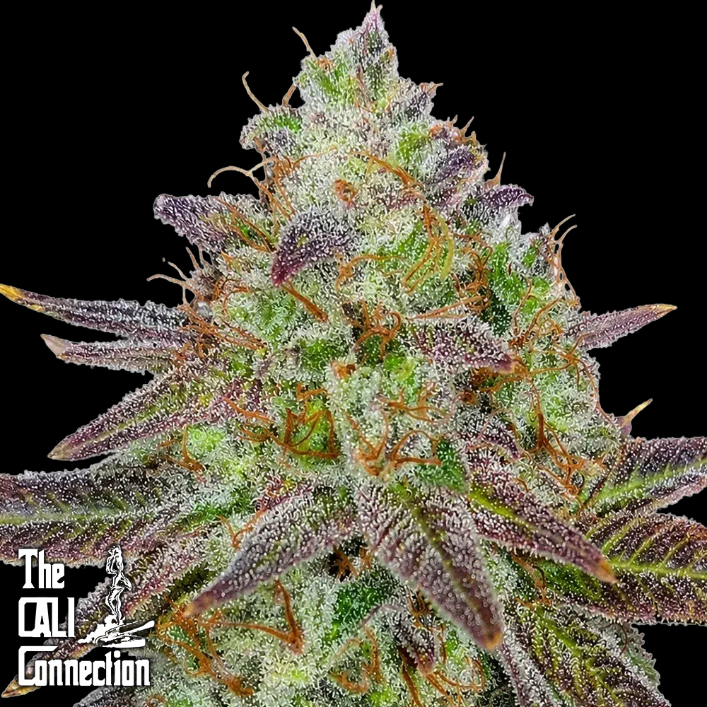 The Gold Line by Cali Connection Seeds Passion Berry