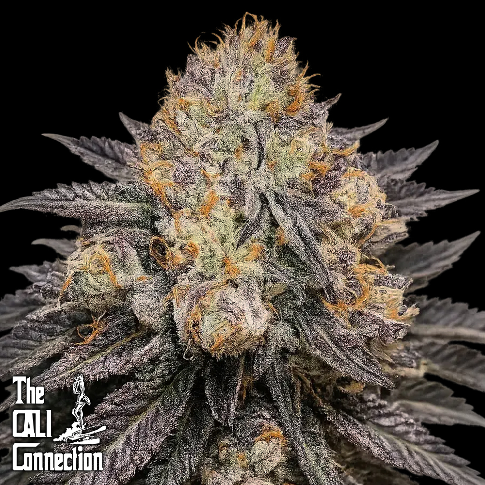 Cali Connection Seeds Purple Chem