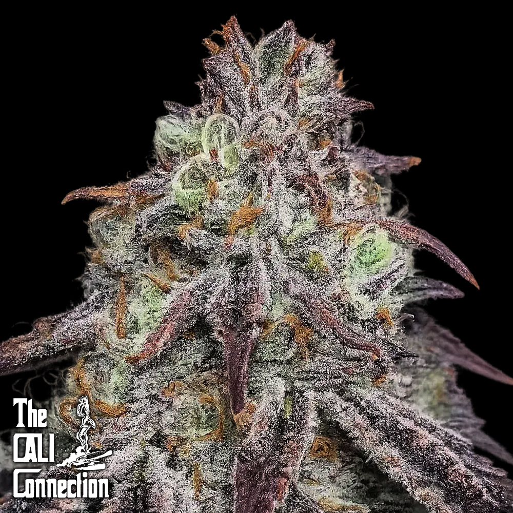 Cali Connection Seeds Purple Diesel