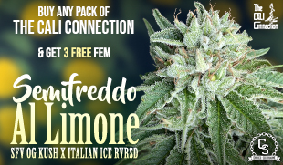 Cali Connection - Semifreddo Al Limone