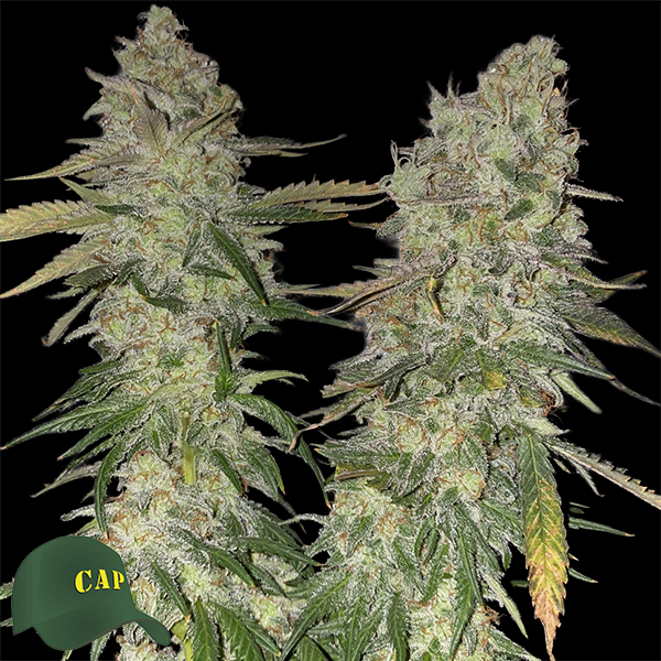 Capulator Seeds Britney's Frozen Lemons
