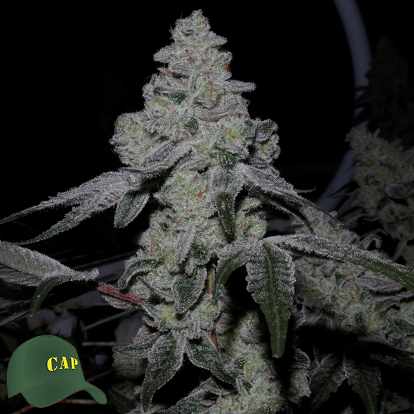 Capulator Seeds Cap Junky S1