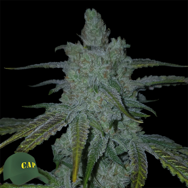 Capulator Seeds Lions Tooth