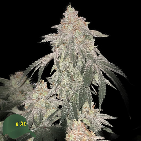 Capulator Seeds Milk of MACnesia AKA MOM