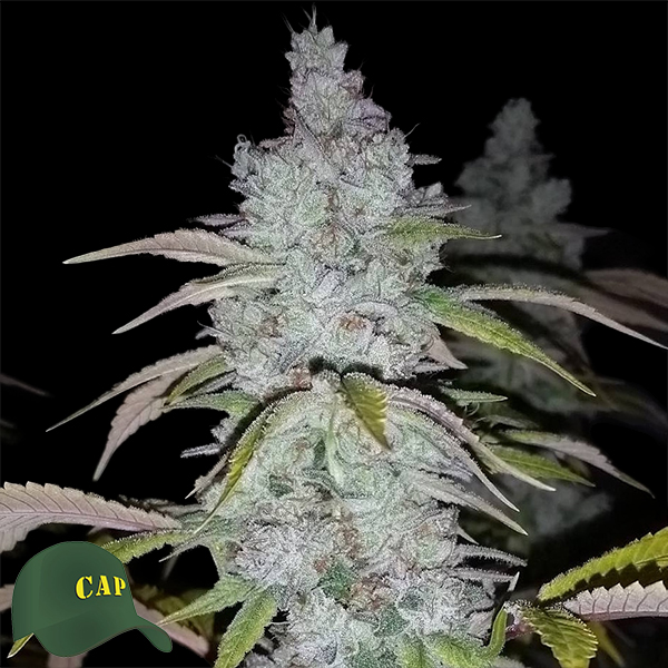 Capulator Seeds Miracle Glue