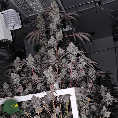 Capulator Seeds Strawberry Junky