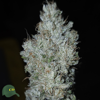 Capulator Seeds Wookie Strength