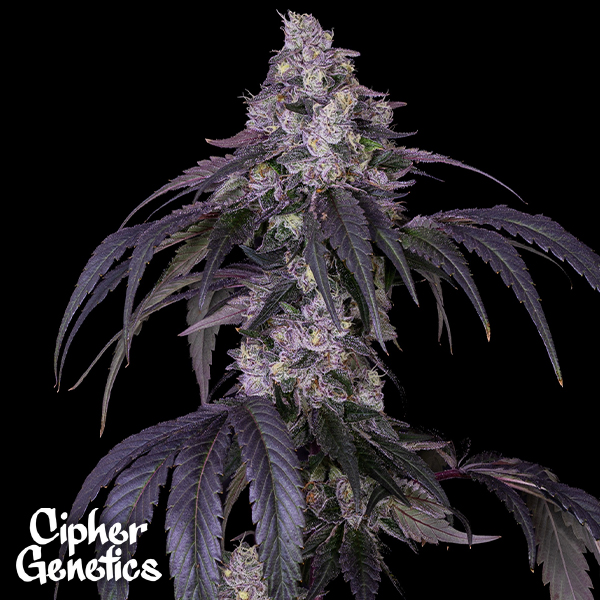 Cipher Genetics Black Card
