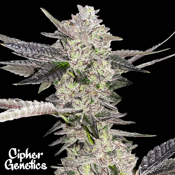 Cipher Genetics Cobra Eye