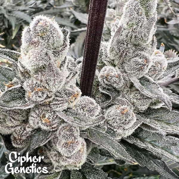 Cipher Genetics London Lobster