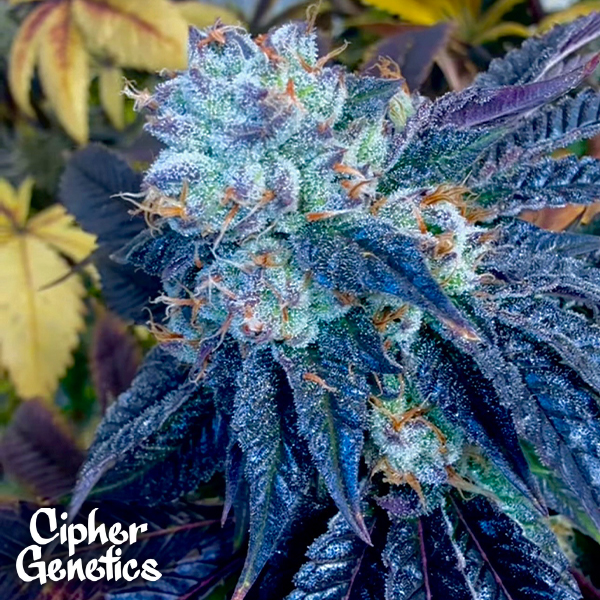 Cipher Genetics Maui Lobster
