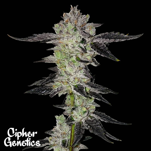 Cipher Genetics Paint Stripper