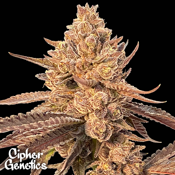 Cipher Genetics Roze Lobster