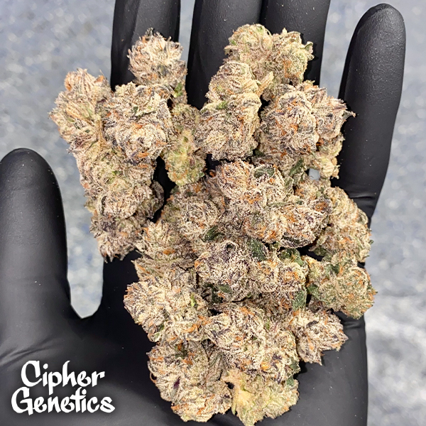 Cipher Genetics Schedule Z