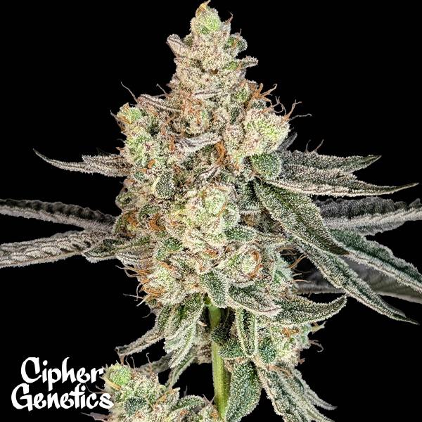 Cipher Genetics Trapline