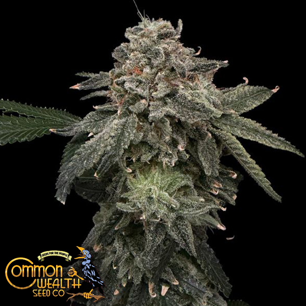 Common Wealth Seeds Briar Patch