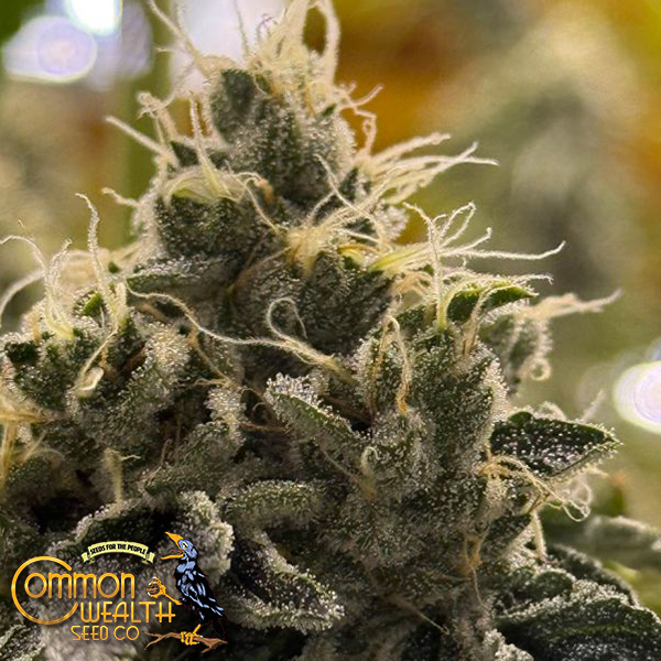 Common Wealth Seeds Doomsday
