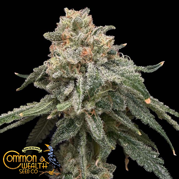 Common Wealth Seeds Grape Goblin