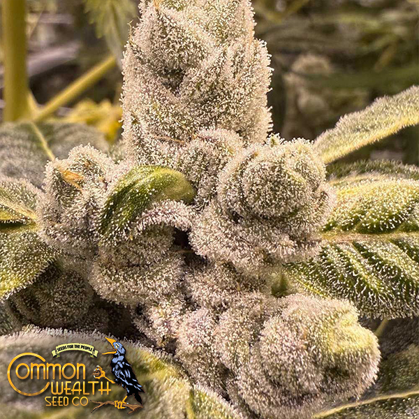 Common Wealth Seeds Grape Sunshine S1