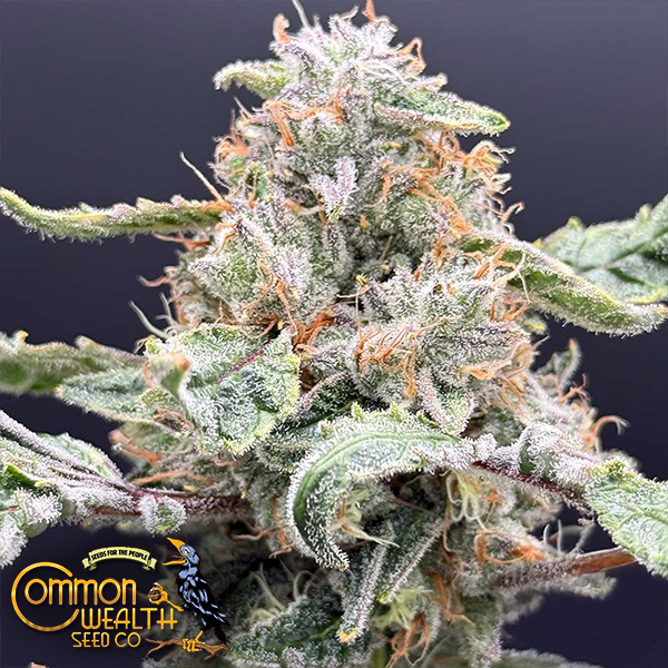 Common Wealth Seeds Starshine