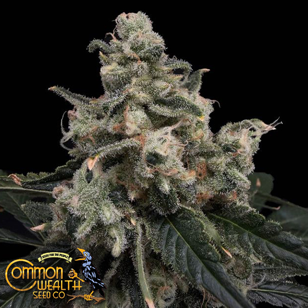 Common Wealth Seeds Strawberry Honeycombz