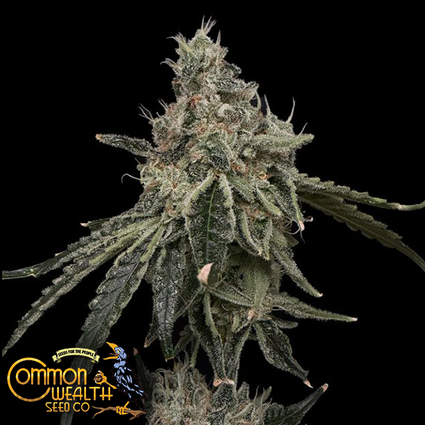 Common Wealth Seeds Superberry