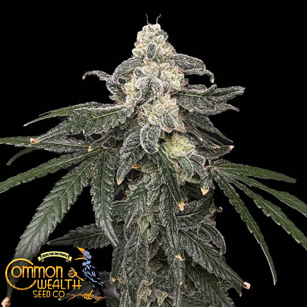 Common Wealth Seeds Thornberry Pie