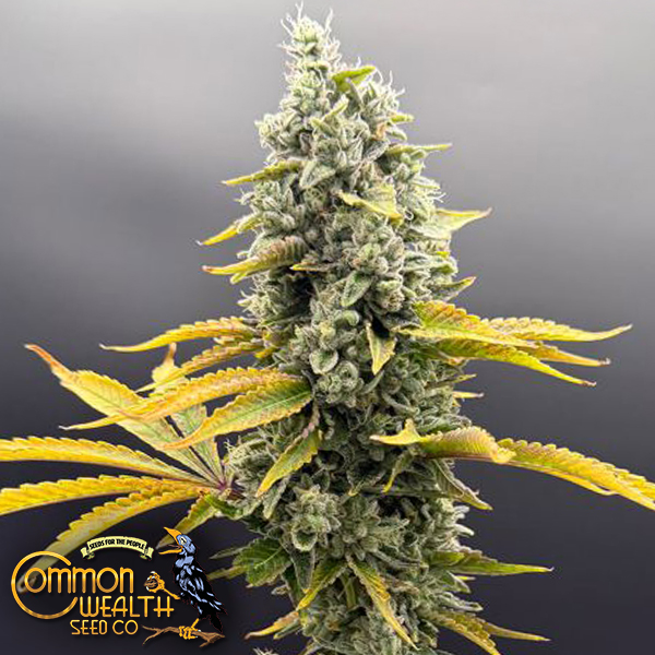 Common Wealth Seeds UV Sour