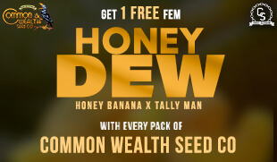 Common Wealth Honey Dew