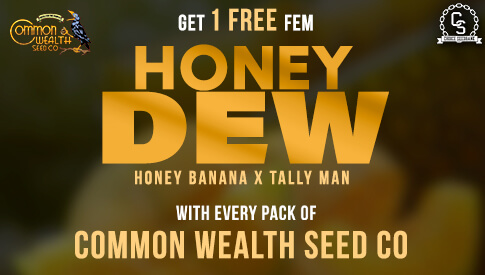 Common Wealth Honey Dew
