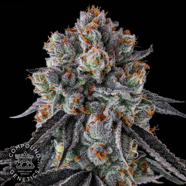 Compound Genetics Seeds Gastro Funk