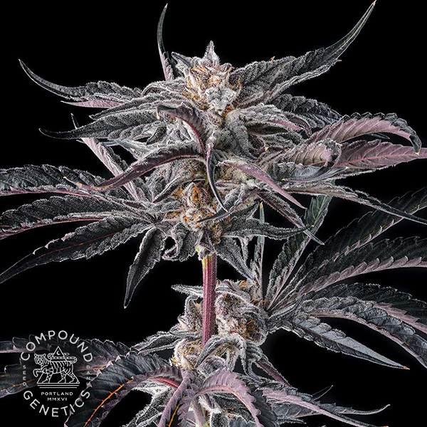 Compound Genetics Seeds Nakamarra