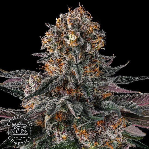 Compound Genetics Seeds Orange Moon