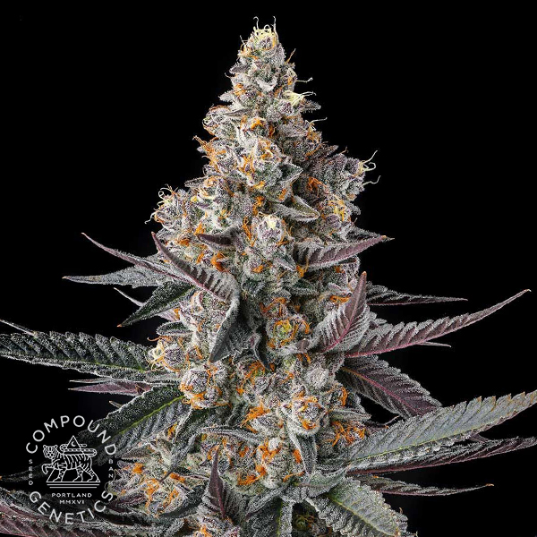 Compound Genetics Seeds Shake Back
