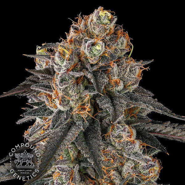 Compound Genetics Seeds Solazo