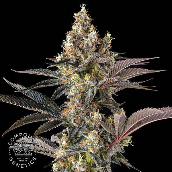 Compound Genetics Seeds Tostones