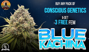 Conscious Genetics Blue Kachina