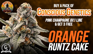 Conscious Genetics Orange Runtz Cake