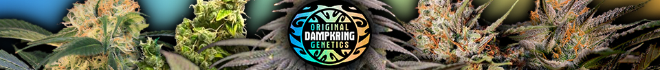 Original Dampkring Genetics