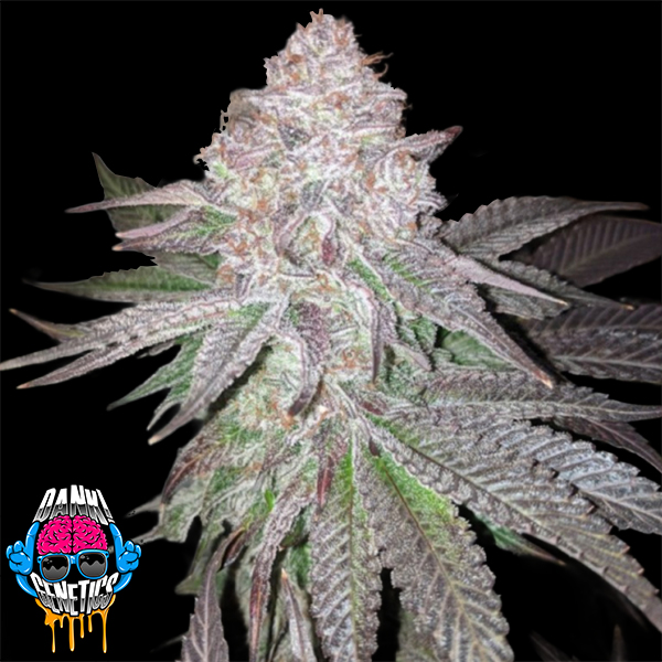Dank Genetics Seeds Atomic Sherbert