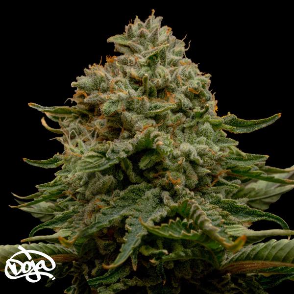 Doja Seeds Triple Z