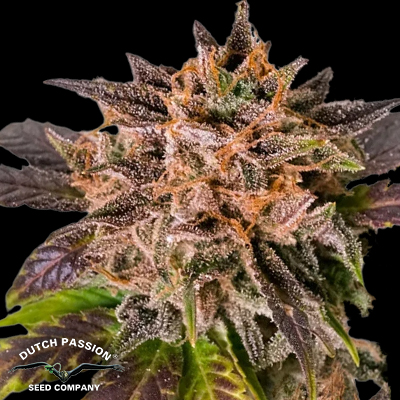 Dutch Passion Seeds AUTO GrapefruitZ